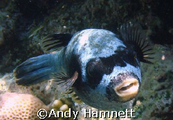 Gangster! Pufferfish swimming towards me.  by Andy Hamnett 